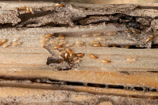 Best Wasp Removal Services  in Minden, NE